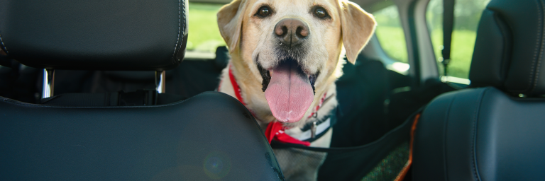 6 Tips Para Viajar En Coche Con Tu Perro